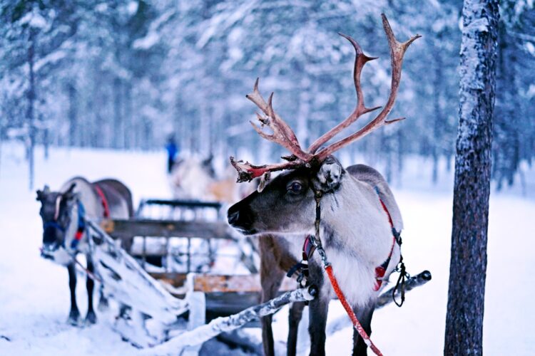 December School Library Activities Reindeer Research