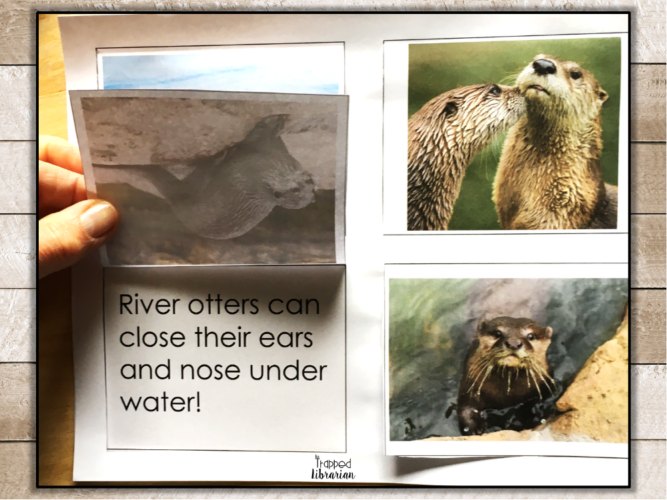 Research Skills for 2nd and 3rd Grades River Otter